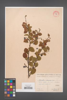 Cotoneaster melanocarpa [KOR 55208]