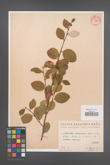 Cotoneaster melanocarpa [KOR 55210]