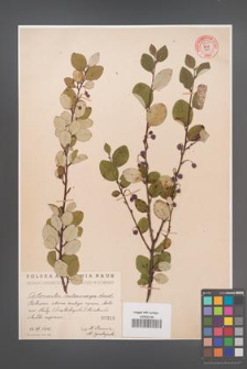 Cotoneaster melanocarpa [KOR 55211]