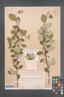Cotoneaster melanocarpa [KOR 55227]