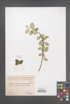 Cotoneaster melanocarpa [KOR 55232]