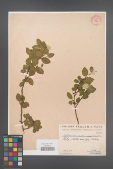 Cotoneaster melanocarpa [KOR 55234]