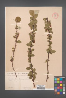 Cotoneaster melanocarpa [KOR 55238]