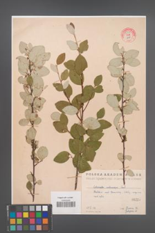 Cotoneaster melanocarpa [KOR 55247]