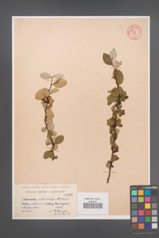 Cotoneaster melanocarpa [KOR 55251]