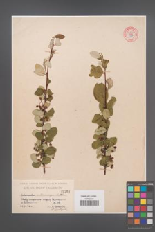 Cotoneaster melanocarpa [KOR 55252]