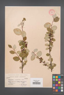 Cotoneaster melanocarpa [KOR 55253]