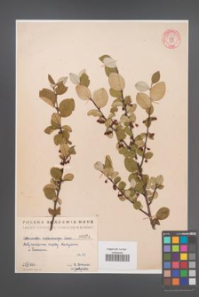 Cotoneaster melanocarpa [KOR 55254]