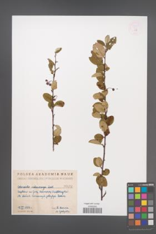 Cotoneaster melanocarpa [KOR 55255]