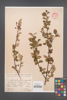 Cotoneaster melanocarpa [KOR 301]