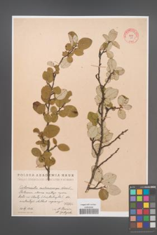 Cotoneaster melanocarpa [KOR 308]