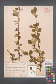 Cotoneaster melanocarpa [KOR 300]