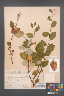 Cotoneaster melanocarpa [KOR 304]