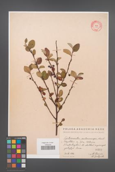 Cotoneaster melanocarpa [KOR 302]