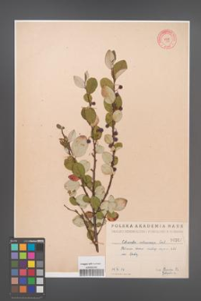 Cotoneaster melanocarpa [KOR 307]