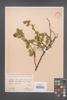 Cotoneaster melanocarpa [KOR 55256]