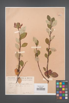 Cotoneaster melanocarpus [KOR 13099]