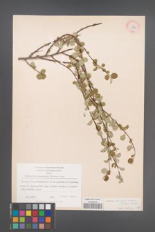 Cotoneaster nummularius [KOR 13184]
