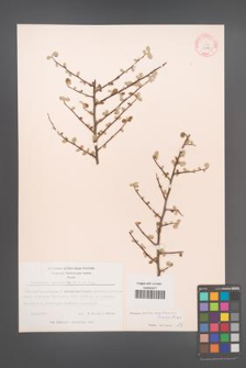 Cotoneaster nummularius [KOR 13182]