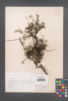 Cotoneaster nummularius [KOR 13190]
