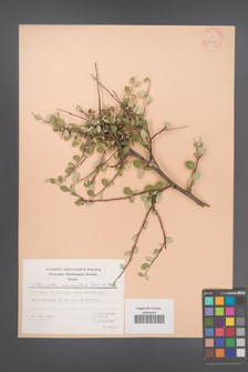 Cotoneaster nummularius [KOR 30159]