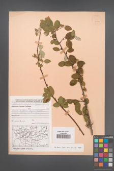 Cotoneaster mongolica [KOR 24192]