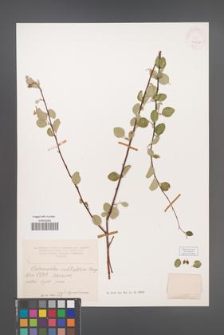 Cotoneaster multiflora [KOR 24726]