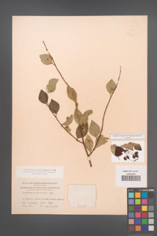 Cotoneaster multiflora [KOR 13107]