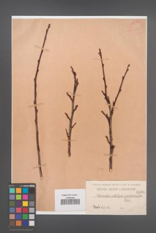 Cotoneaster multiflora [KOR 1036]