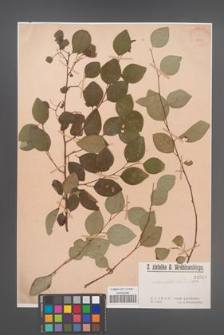Cotoneaster multiflora [KOR 1040]