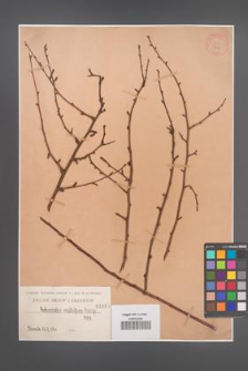 Cotoneaster multiflora [KOR 1039]