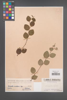 Cotoneaster multiflora [KOR 1041]