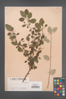 Cotoneaster multiflora [KOR 1038]
