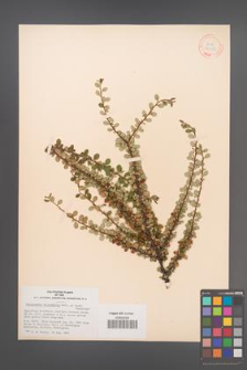 Cotoneaster microphylla [KOR 34152]