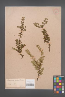 Cotoneaster microphylla [KOR 34153]