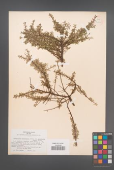 Cotoneaster microphylla [KOR 34154]