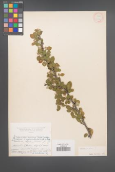 Cotoneaster ovatus [KOR 13079]