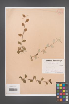 Cotoneaster pannosa [pannosus] [KOR 1032]
