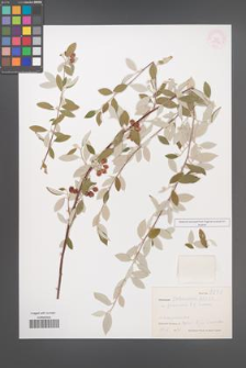 Cotoneaster poluninii [KOR 27672]
