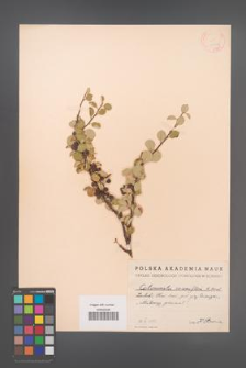 Cotoneaster racemiflorus [KOR 13136]