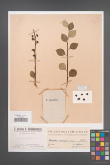 Cotoneaster racemiflora [KOR 1028]