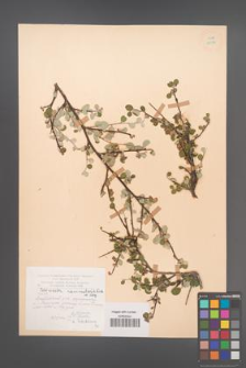 Cotoneaster nummularia [KOR 13134]