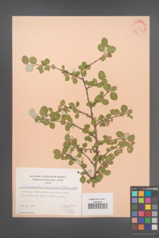 Cotoneaster nummularius [KOR 30149]