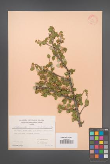 Cotoneaster nummularius [KOR 30150]