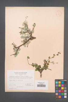 Cotoneaster nummularius [KOR 21593]