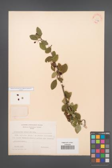 Cotoneaster multiflora [KOR 27870]