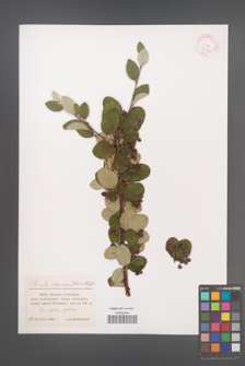 Cotoneaster melanocarpus [KOR 32082]