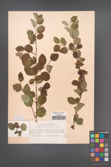 Cotoneaster melanocarpa [KOR 13104]