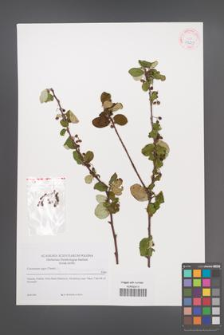 Cotoneaster melanocarpus [KOR 42219]