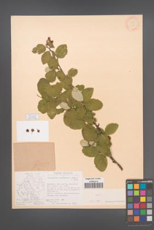Cotoneaster tomentosus [KOR 13113]